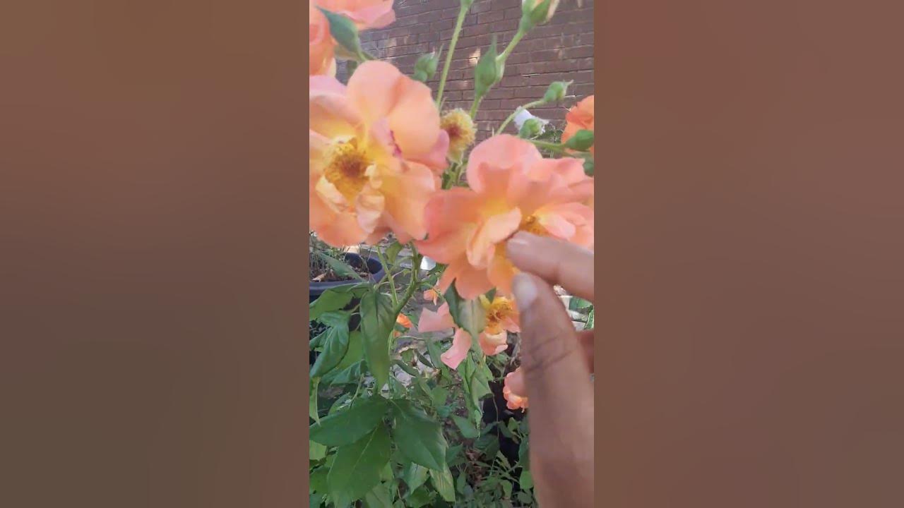 Harvesting Rose Petals YouTube