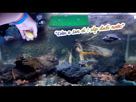 Video Siêu thử thách cho Rùa Baby Albino bơi ở hồ siêu sâu... - youtube