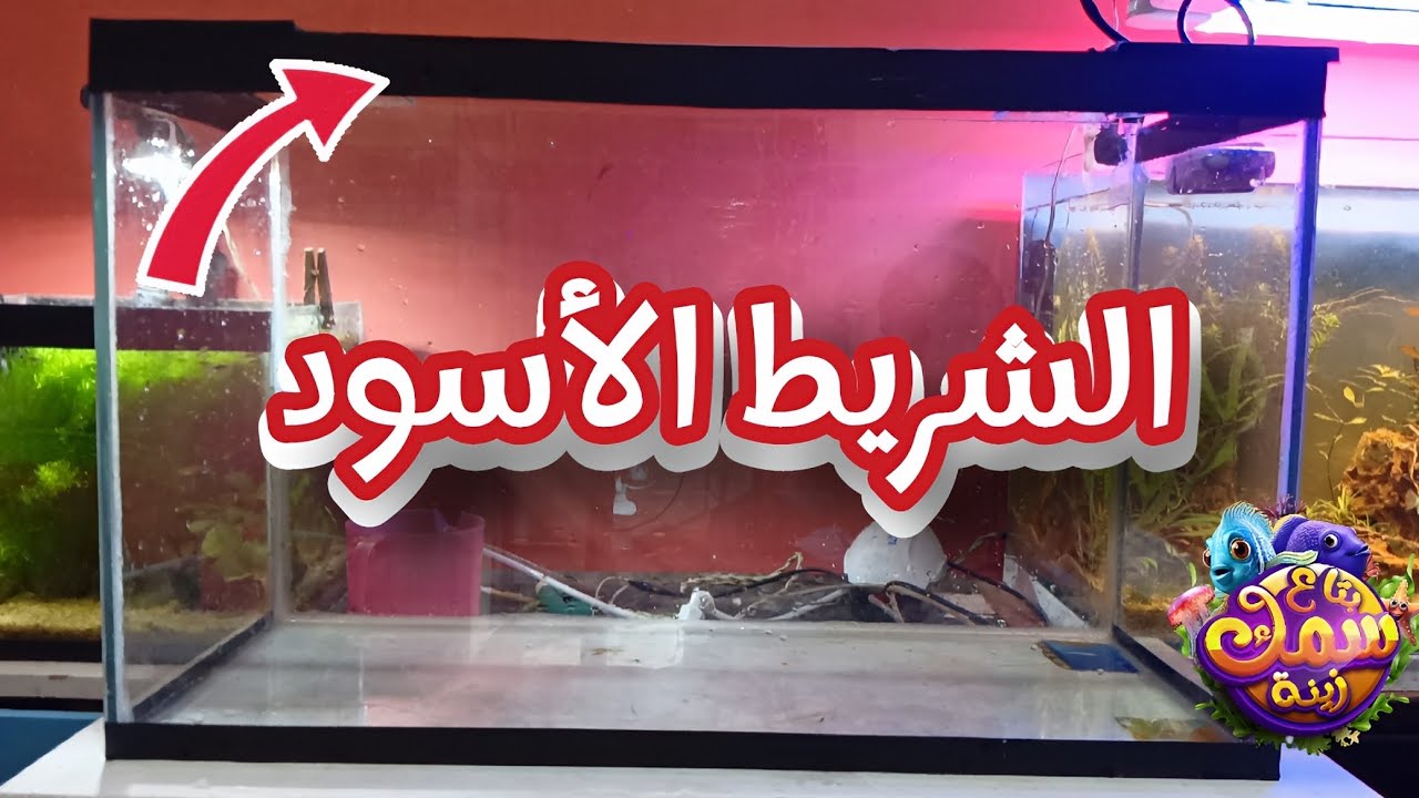 الشريط الأسود