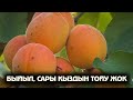 БЫЙЫЛ, САРЫ КЫЗДЫН ТОЙУ ЖОК / ЫСЫК-КӨЛ