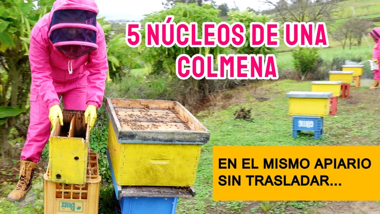 Dividir Colmenas en el Mismo Apiario (Paso a Paso)