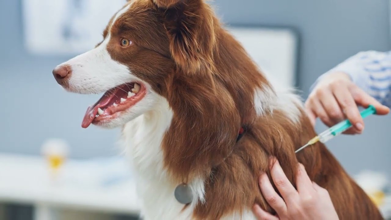 IndyHumane offering free core vaccines for life for adopted pets