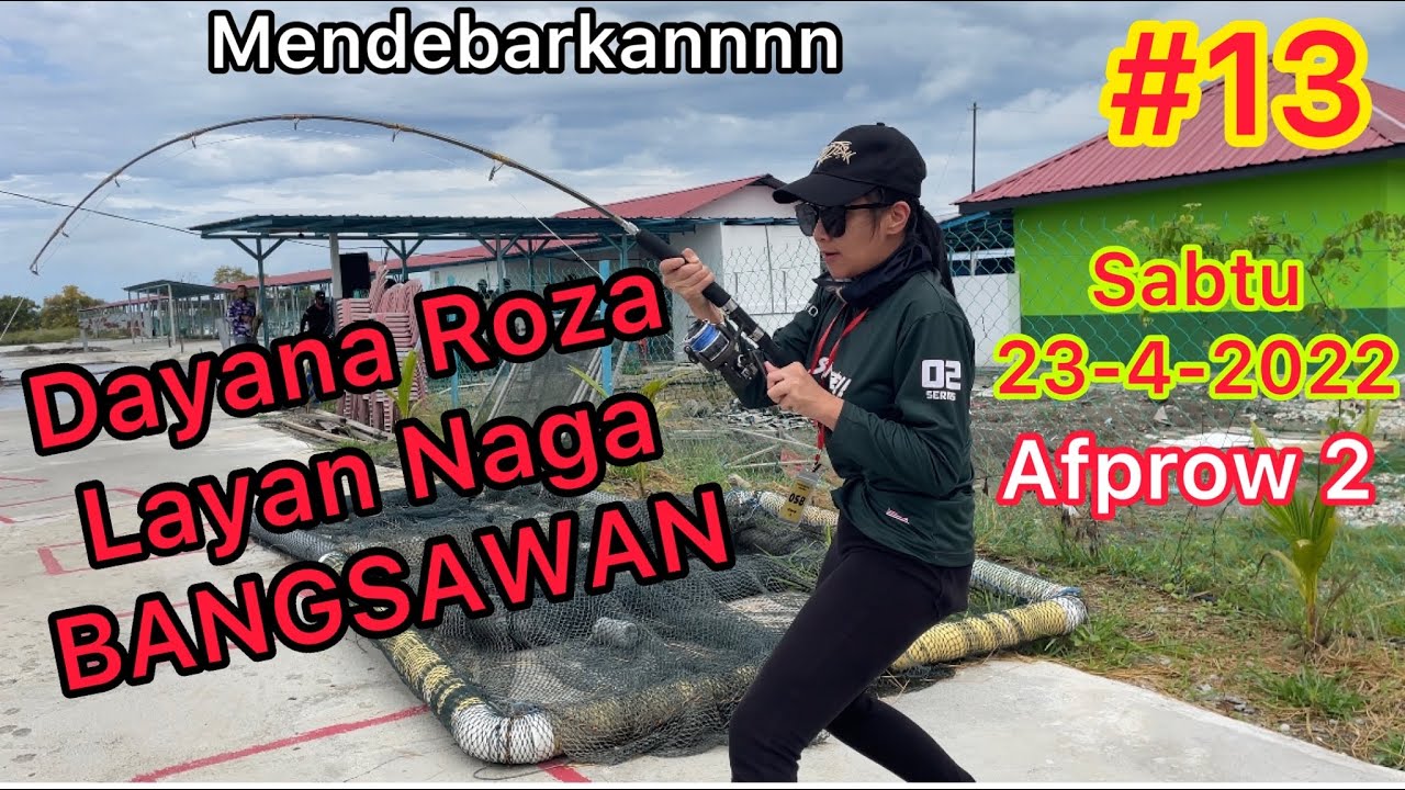 DAYANA ROZA layan Naga BANGSAWAN Afprow 2 bagan pasir tg karang Selangor🏆 35 ekor Naga tumpas😂