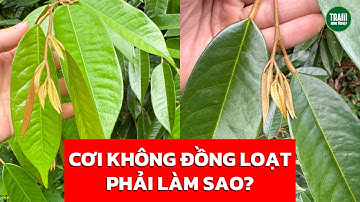 Cơi đọt sầu riêng ra không đồng loạt phải làm sao? Cập nhật cơi thứ 2 | Trạm Nông Nghiệp