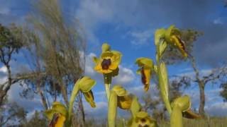 Orquídeas silvestres