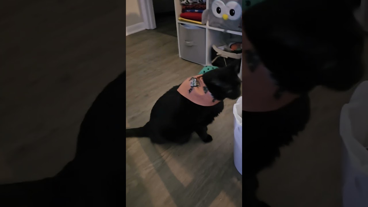 Poe, The Cat, goes Steampunk