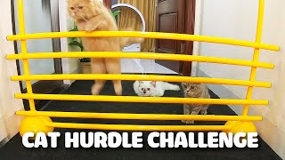 Cat Challenge | Cat Hurdle Challenge! Can Kitty Cats Make The Jump | Funny Cat Video – Woa Kitty