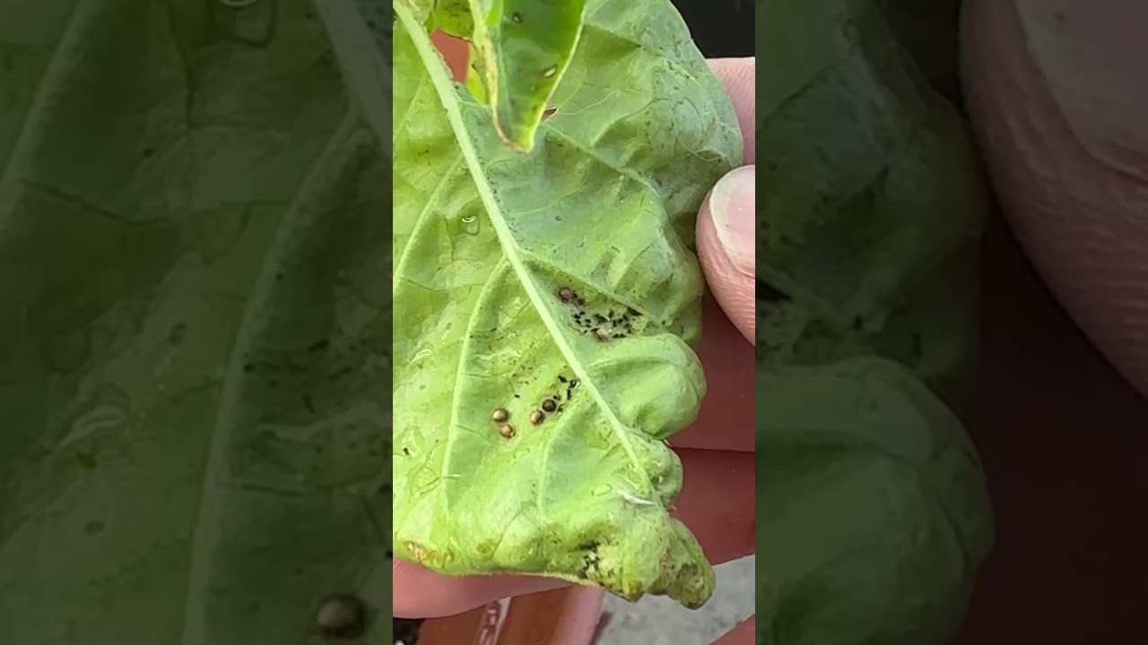 The leaf curl gave y’all away 🤷🏼‍♂️ catch this spray 💀 |  