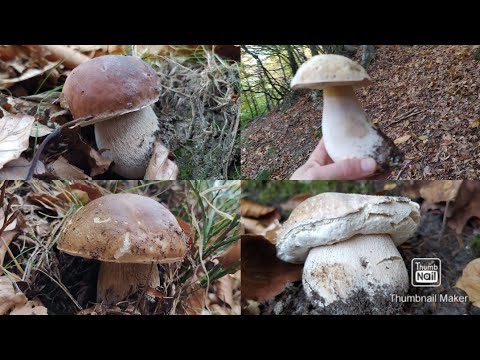 Video: Funghi-guaritori