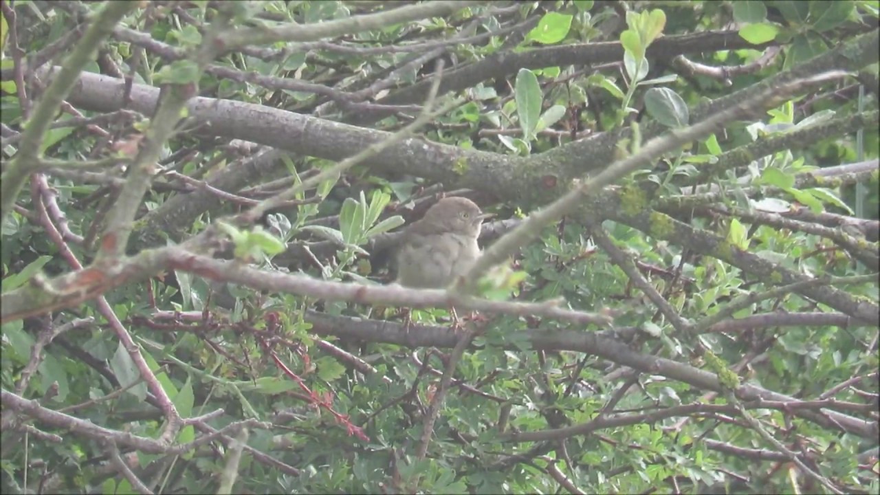 Asian Desert Warbler Holy Island Northumberland 17th June 2020 