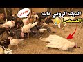 يوميات الدجاج مات الفسيفس الاب تنظيف المزرعة جمع البيض 