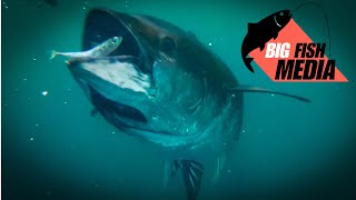 Im Käfig mit den Monsterfischen - Gewaltige Blauflossen-Thunfische hautnah