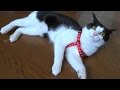 全力で散歩用ハーネスを嫌がるネコ She hate cat walk for the harness and collar.　猫ノンちゃん