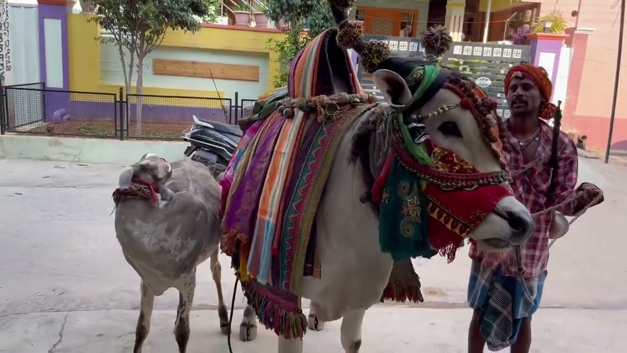 గంగిరెద్దు.. ఆట పాట.