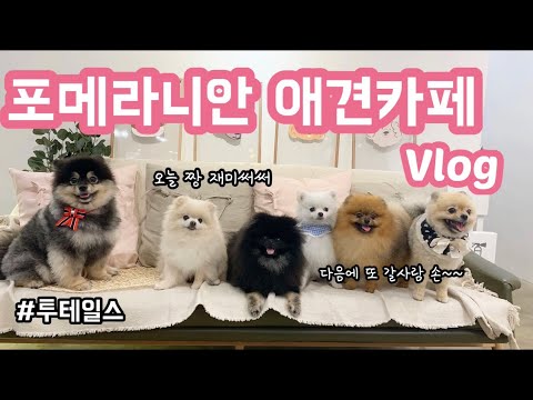 애견카페 투테일스 다녀왔어요 ㅣ 포메라니안 서울 근교 애견카페 부시기