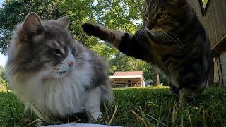 PoePoe has a Snack (Tyson does a Smack) Cat ASMR