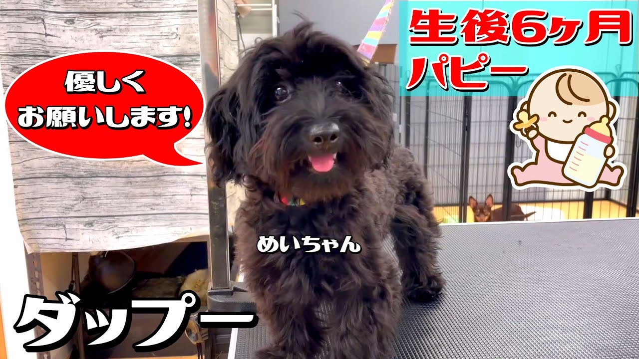 パピー】生後6ヶ月のダップーめいちゃん！#ダップー #トイプードル