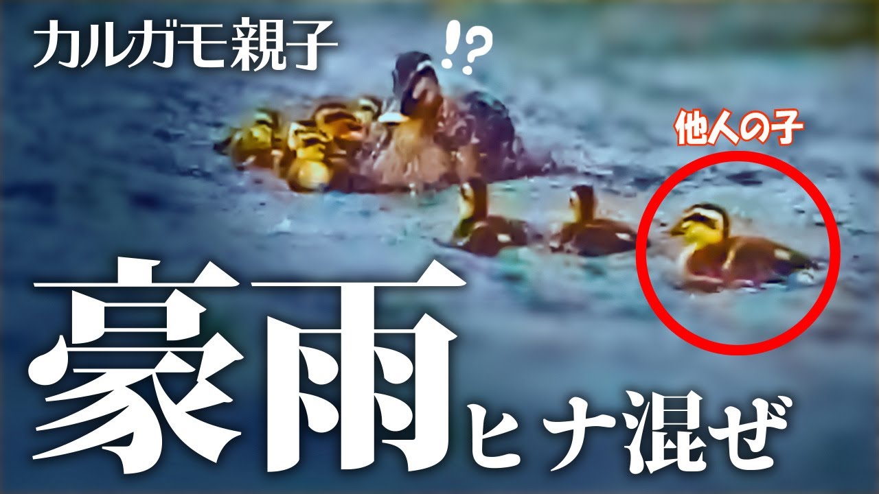 0527c 豪雨カルガモ親子 ヒナ混ぜ 鵜に食べられる魚 ケガした冬鳥が流され水上を走る Novaうさぎの水死体 カワウ捕食 オオバン 増水した川で野鳥撮影 解説bgmあり Youtube