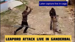 Live visuals 🐆 leopard attack and then capture alive