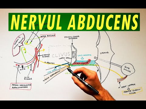 Nervul Abducens - Tutorial Anatomie