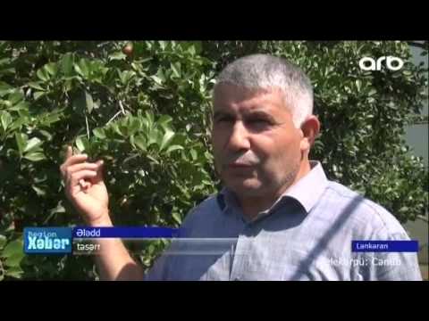 Video: Zona 5 Meyvə Ağacları - Zona 5 Bağlarında Meyvə Ağaclarının Yetişdirilməsi üçün Bələdçi