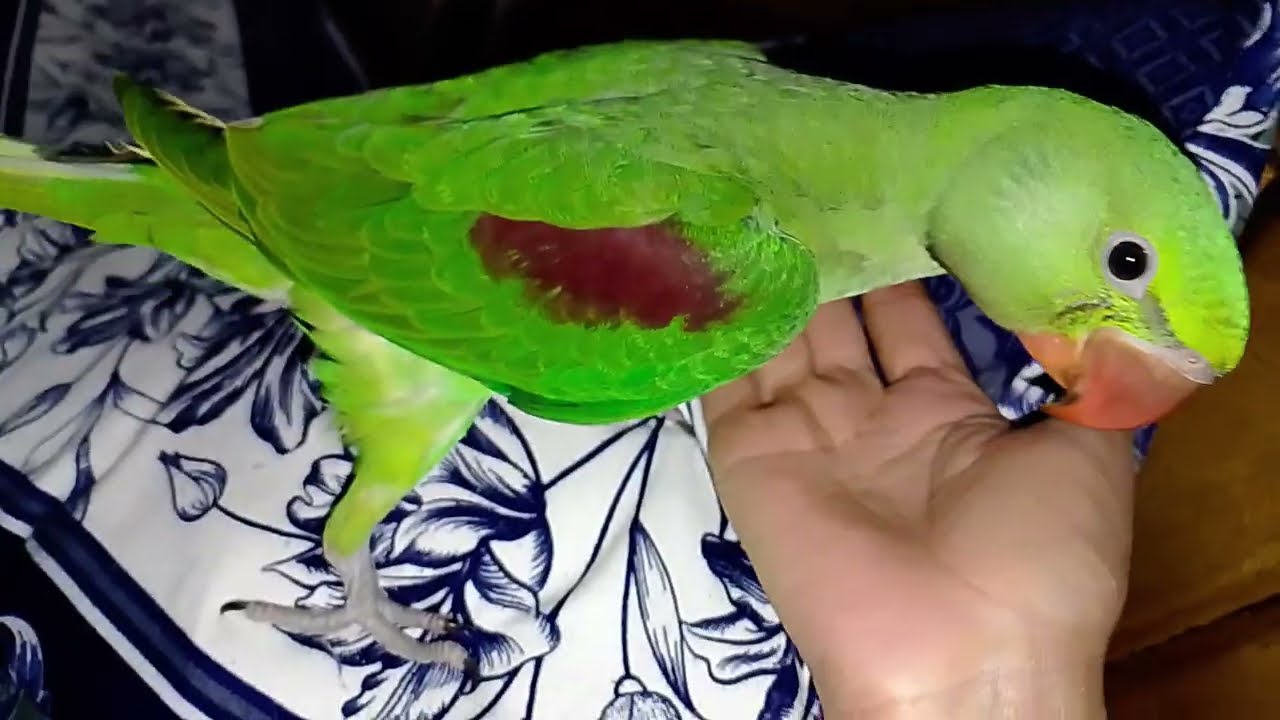 Cute bird cute reaction 🤩