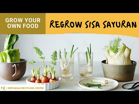 Video: 9 Sayur-sayuran Yang Boleh Tumbuh Dari Sisa Makanan