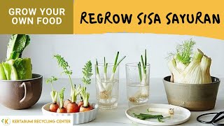Regrow Sisa Sayuran bersama Mochamad Ikbal Alexander
