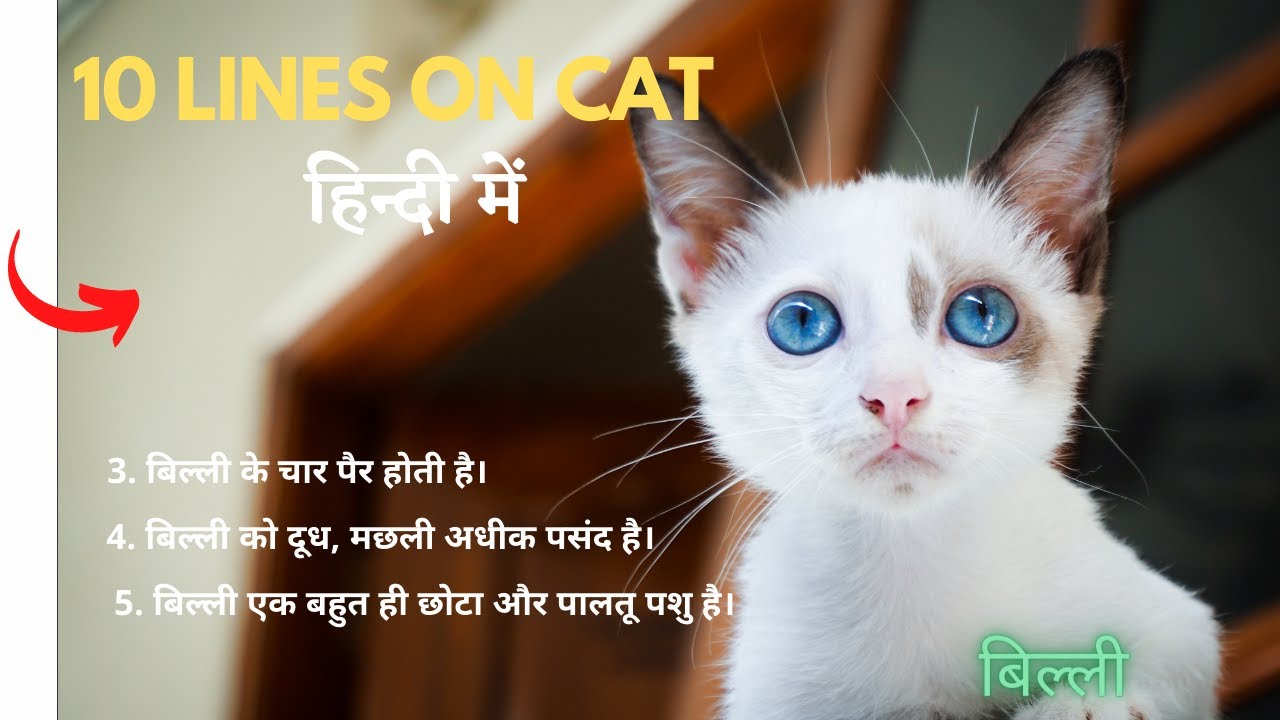 10 lines on Cat in hindi/बिल्ली पर निबंध 10 लाइन हिंदी में/Billi par