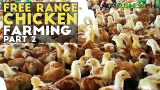 Free Range Chicken Farming Part 2 - Free Range Chicken by Agribusiness Philippines Know the things to remember to have a 