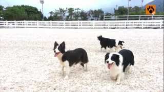 邊界牧羊犬 Border Collie 【My Pet寵物閑情】 by MyPet PopArt 10,980 views 11 years ago 1 minute, 47 seconds