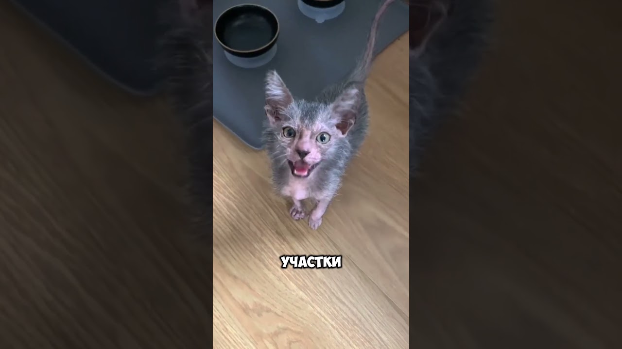 Вот почему все говорят про Ликоя! 🐾  # shorts 