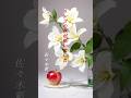 【リンゴの花が咲いていた】  佐々木新一  #shorts  #リンゴの花が咲いていた  #佐々木新一  #歌謡曲