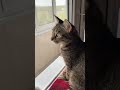Следы от носа - это святое 😻 #кот #кошка #кошки #юмор #смех #кошкивидео