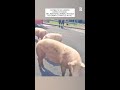 Si ribalta un camion carico di maiali nel Reggiano: animali a zonzo