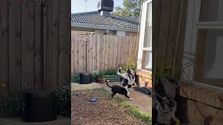 Older dog tricks puppy into giving up toy