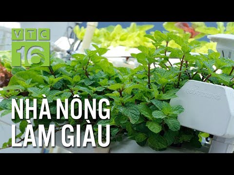 Video: Gia Vị Rau Gia Vị