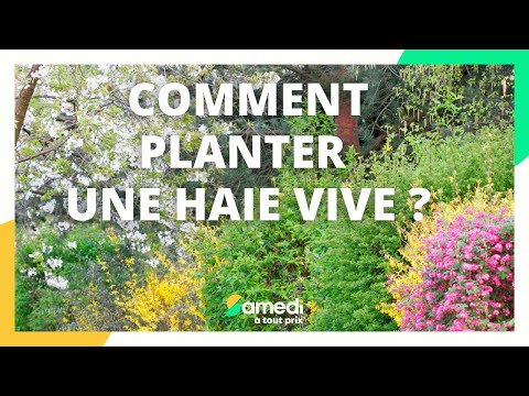 Comment planter une haie vive - Samedi à tout prix @/Samedi%C3%A0toutprix