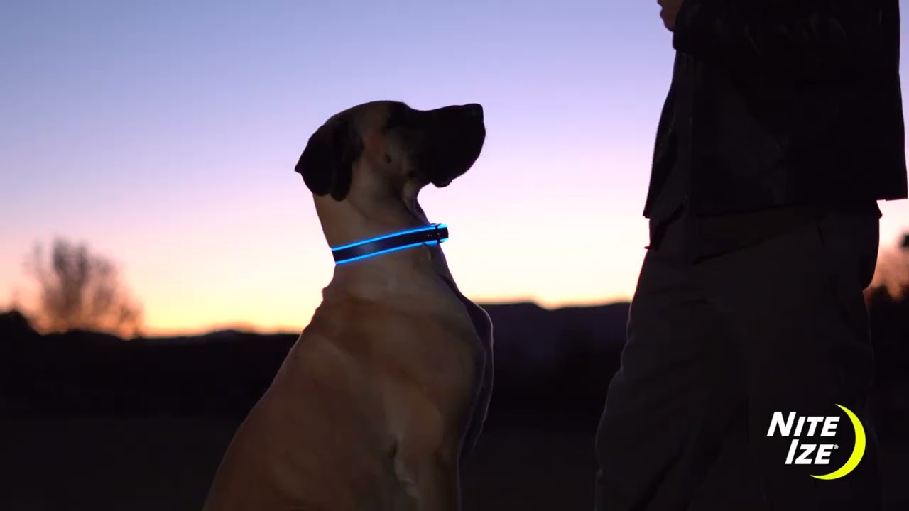 Preview of Nite Ize NiteDog Recharge LED Collar Video