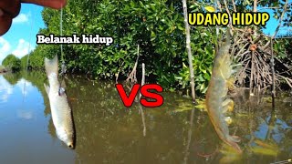 Mancing Kakap Umpan Belanak Hidup vs udang hidup mana yang paling gacor..?