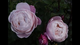 Японская роза Плум -  невероятно красивая, нежная и ароматная роза! Rose Plume