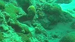Octopus camouflage