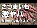 【さつまいも収穫】【シルクスイートVS金時】対決 (笑)　【収穫方法】と【甘くなる保存方法】