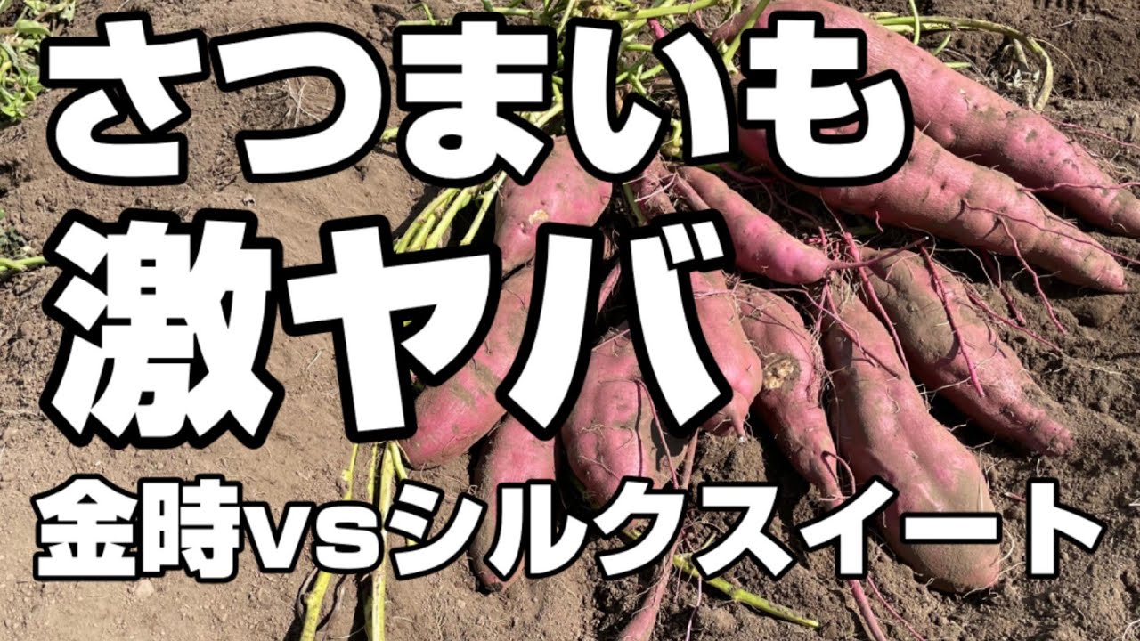 【さつまいも収穫】【シルクスイートVS金時】対決 (笑)　【収穫方法】と【甘くなる保存方法】