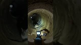 Famous Jerboa POV: Inside a Massive Underground Colony 🐭🔦 Profile