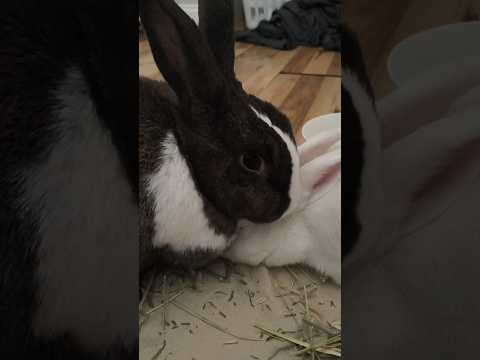 Back to bonding after the incident #bunny #rabbit #cute #pets