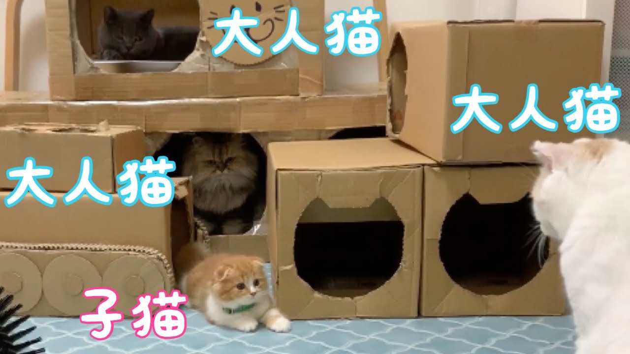 多頭飼い 大人猫の中に子猫がやってくるとこうなります 子猫遊びの時間 スコティッシュフォールド ブリティッシュショートヘア ペルシャ チンチラゴールデン Youtube 多頭飼い 大人猫の中に子猫がやってくるとこうなります 子猫遊びの時間 スコティッシュフォールド ブリティッシュショートヘア ペルシャ チンチラゴールデン Youtube