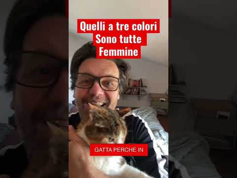 Video: Perché i gatti Calico sono sempre femminili?