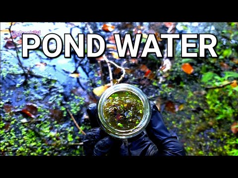 Getting Pond Water For Microscope