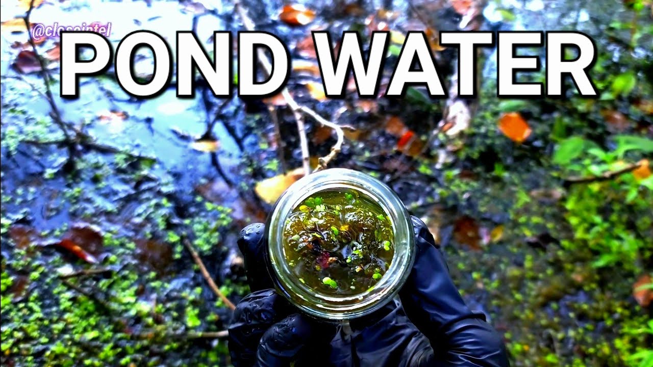 Getting Pond Water For Microscope YouTube